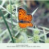 lycaena ochimus georgia female 2